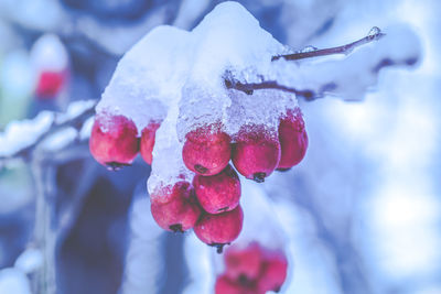 Close-up of wet red berries on tree during winter