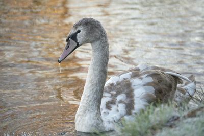 Close-up of swan swimming in lake