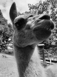 Close-up of a horse on field