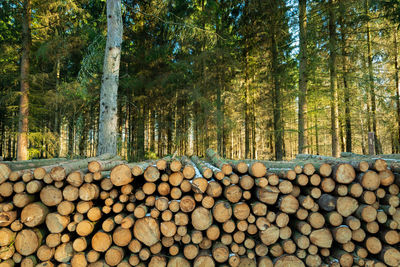 Cut trees on a pile in a green coniferous forest, sunny day