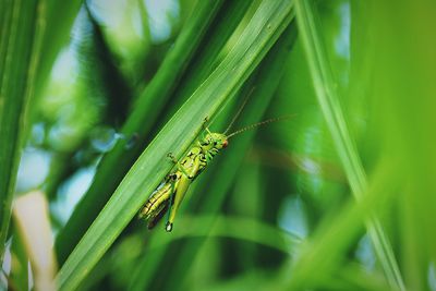 Close-up of grasshopper on plant