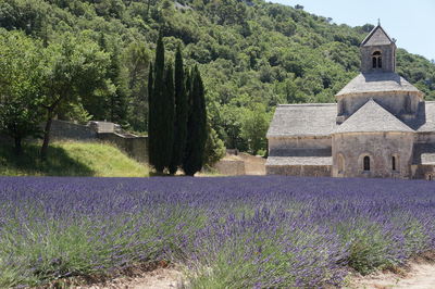 Purple flowers on field by temple against sky