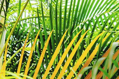 Close-up of palm leaf