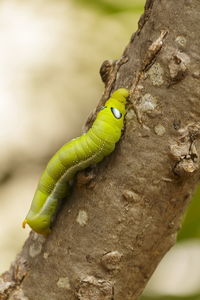 Close-up of green caterpillars on natural trees.