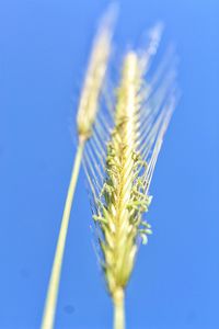 Close-up of wheat against clear blue sky