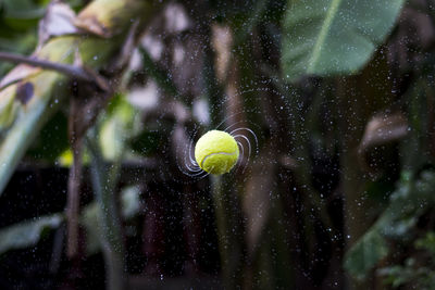 Close-up of yellow ball in forest