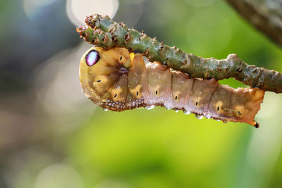 Close-up of insect on flower