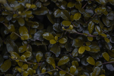 Full frame shot of yellow leaves