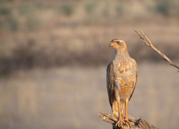 Close-up of bird