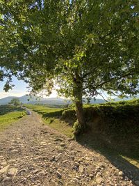 Road amidst trees on field against sky