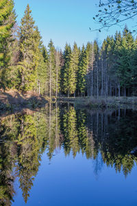 Reflection of trees in lake against clear sky