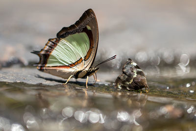Close-up of moth and butterfly by water