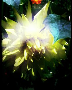 Close-up of water lily