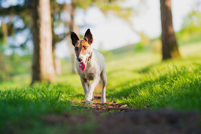 Portrait of dog on field