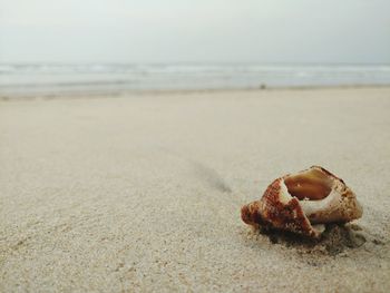 Seashell at beach against sky