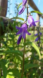 Close-up of purple flowers blooming outdoors