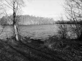 Bare trees by lake