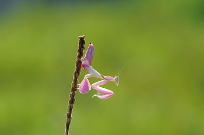 Close-up of insect on plant