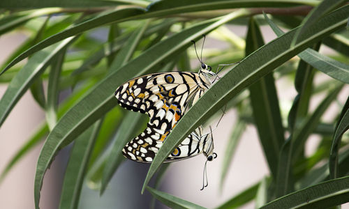 Butterfly on leaf