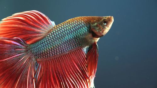 Close-up of fish swimming in sea