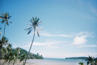 Low angle view of coconut palm trees against blue sky