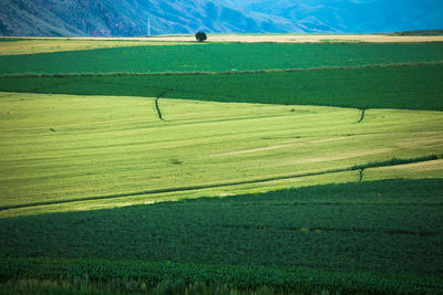 Scenic view of agricultural field