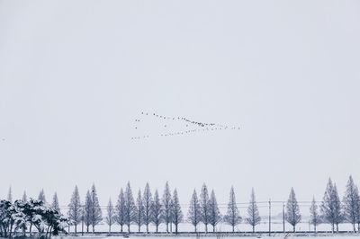 Low angle view of birds flying against clear sky