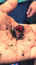 Close-up of hand holding insect