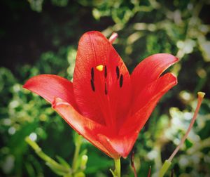 Close-up of red flower