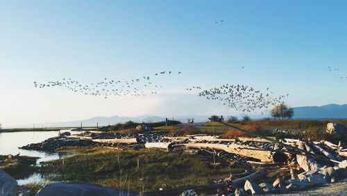 Seagulls flying over river against clear sky