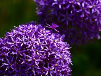 Close-up of purple flowering plant