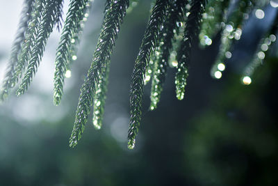 Close-up of plant during rainy season