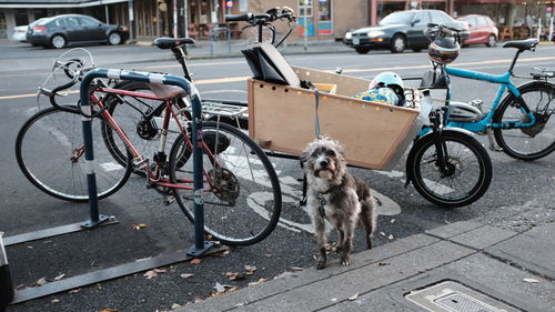 Bicycles parked on street with a curious dog