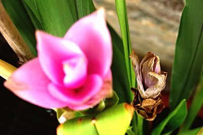 Close-up of pink flowers