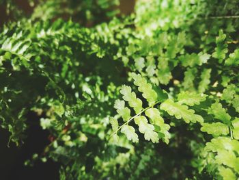 Close-up of fresh green leaves