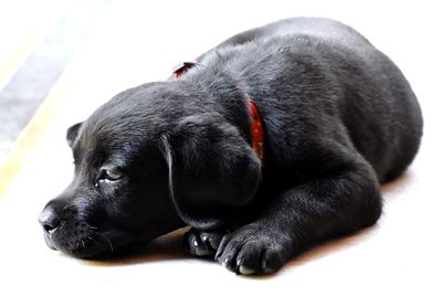 Close-up of a dog