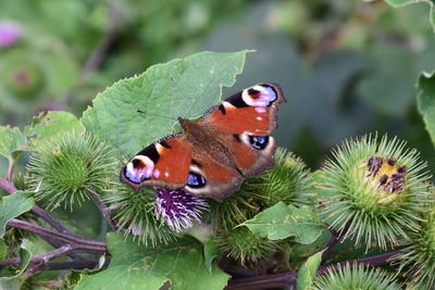 Close-up of butterfly perching on plant