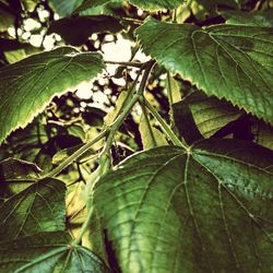 Close-up of leaves