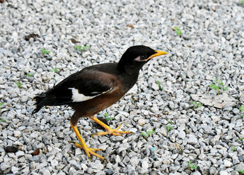 High angle view of bird on rock