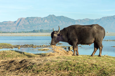 Water buffalo on field against sky