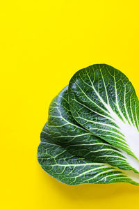 Close-up of fresh green leaf against yellow background