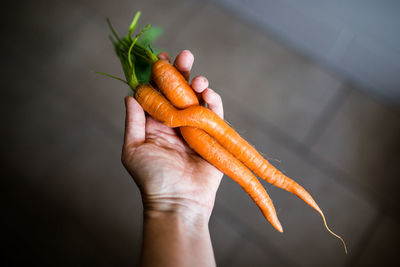 Close-up of hand holding carrots