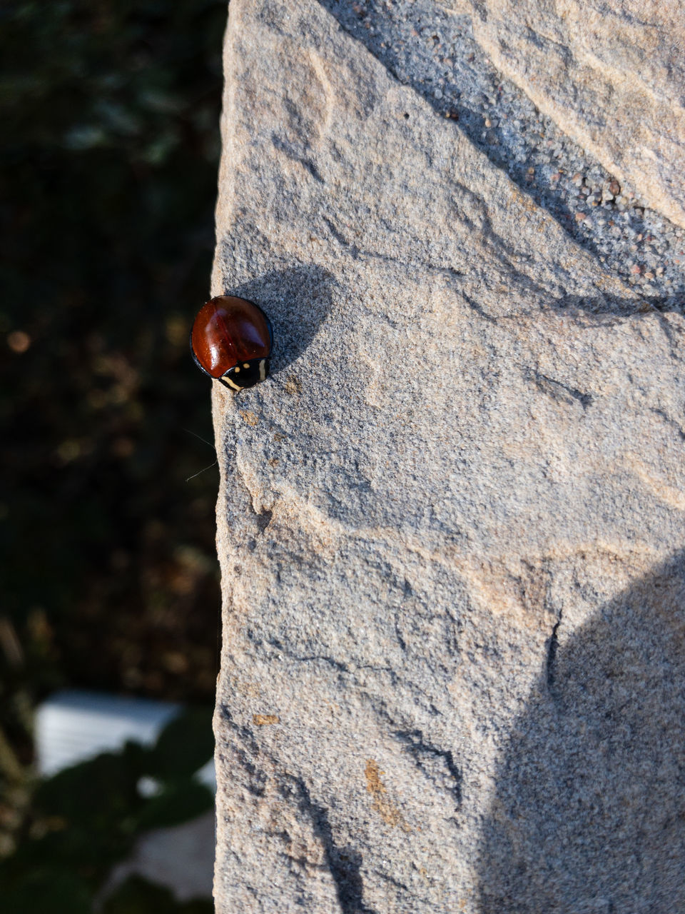 CLOSE-UP OF LADYBUG ON ROCKS