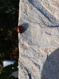 Close-up of ladybug on rock