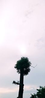 Low angle view of silhouette tree against sky