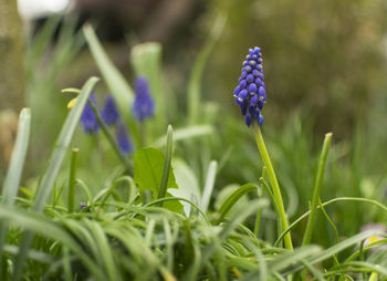 Close-up of purple flowering plant on field