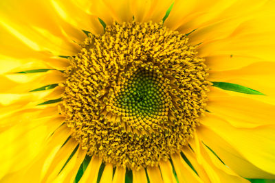 Close-up of yellow flower