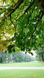 Trees on landscape