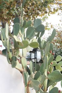 Close-up of plant growing on tree