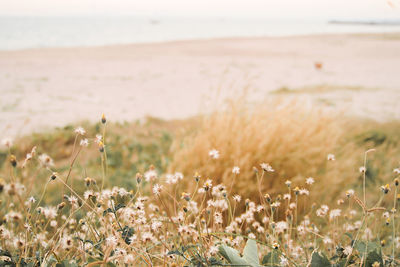 Scenic view of sea and plants on land